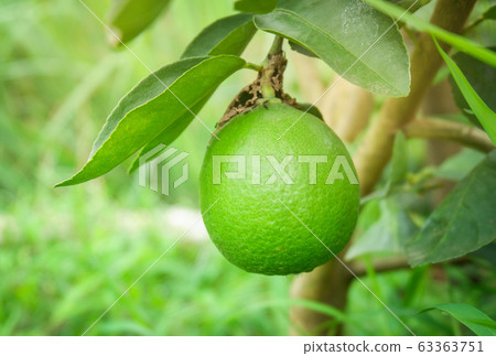 Fresh lime green lemon fruit on tree branch in the 63363751