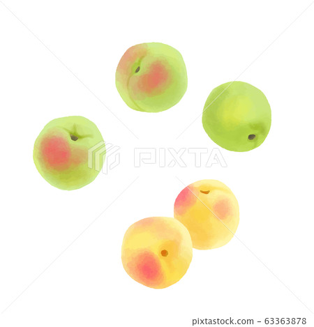 梅花水果水彩 梅花水果水彩 63363878