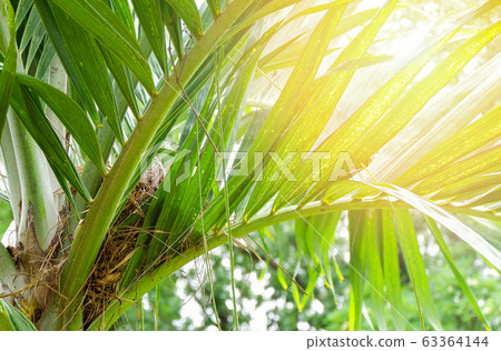 Bird nest on tree palm leaves on summer garden Bird nest on tree palm leaves on summer garden 63364144