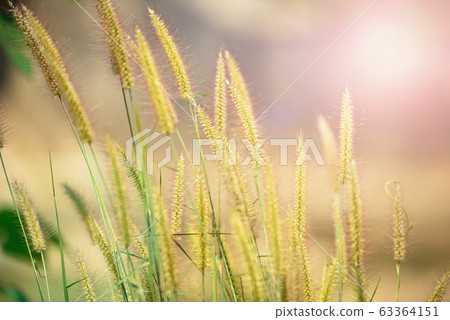 Pennisetum pedicellatum flower grass meadow in the 63364151