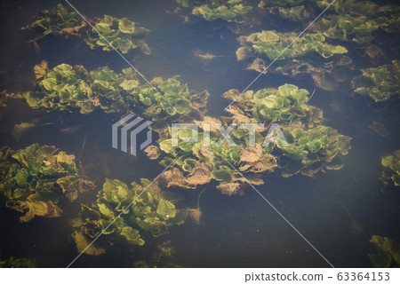 Fresh water weeds underwater / Plants water 63364153