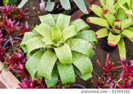 The garden with beautiful green leaves plant of The garden with beautiful green leaves plant of 63364160