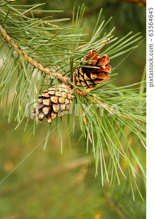 Open pine cones in the spring weigh on a branch in my month Open pine cones in the spring weigh on a branch in my month 63364645