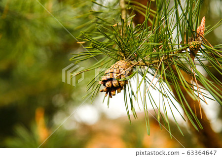 On the branch hangs one open pine cone.Texture or background. On the branch hangs one open pine cone.Texture or background. 63364647