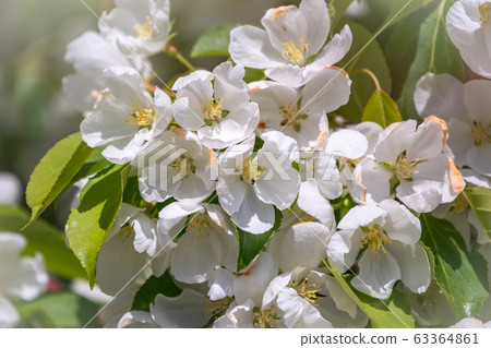 White blossoming apple trees. White apple tree flowers.  63364861