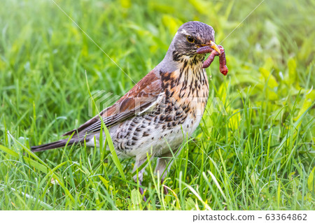 Fieldfare, Turdus pilaris, collects worms on a green lawn Fieldfare, Turdus pilaris, collects worms on a green lawn 63364862