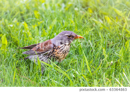 Fieldbird on a green lawn with a blurred background Fieldbird on a green lawn with a blurred background 63364863