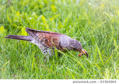 Fieldfare, Turdus pilaris, collects worms on a green lawn Fieldfare, Turdus pilaris, collects worms on a green lawn 63364864