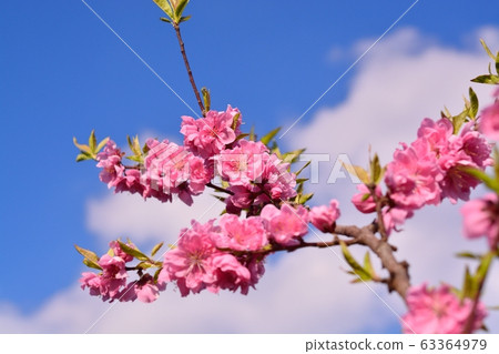 Hanamomo Hanamomo 63364979