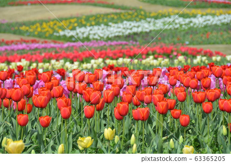 Tulip flowering Tulip flowering 63365205
