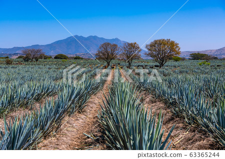 Blue Agave field in Tequila, Jalisco, Mexico 63365244