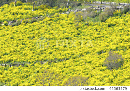 Rape blossoms Rape blossoms 63365379