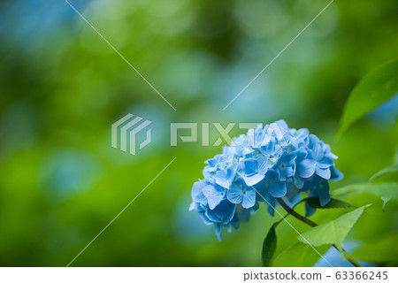 Hydrangea at Zenpo-ji Temple, Kyoto 63366245