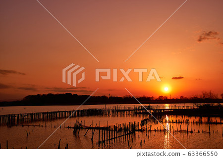 Sunset in Tatara Numa [Tatebayashi City, Gunma Prefecture] 63366550