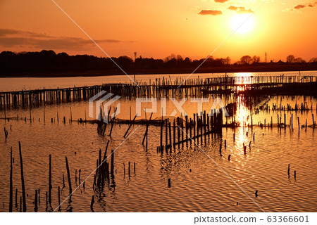 Sunset in Tatara Numa [Tatebayashi City, Gunma Prefecture] 63366601