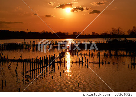 Sunset in Tatara Numa [Tatebayashi City, Gunma Prefecture] 63366723