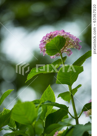 Hydrangea at Zenpo-ji Temple, Kyoto Hydrangea at Zenpo-ji Temple, Kyoto 63367010