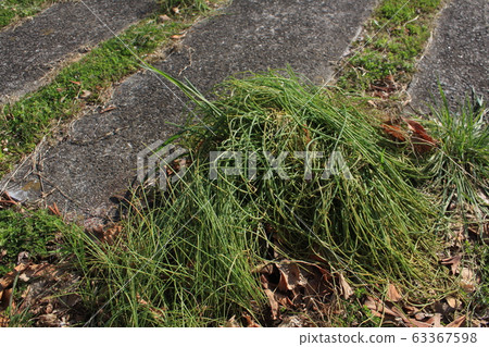 在公園裡生長的貴族 63367598