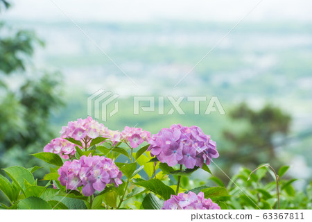 Hydrangea at Zenpo-ji Temple, Kyoto 63367811