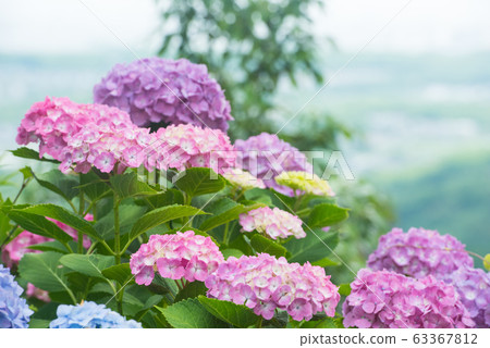 Hydrangea at Zenpo-ji Temple, Kyoto 63367812