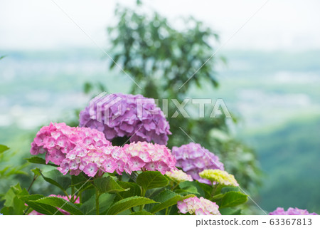 Hydrangea at Zenpo-ji Temple, Kyoto 63367813