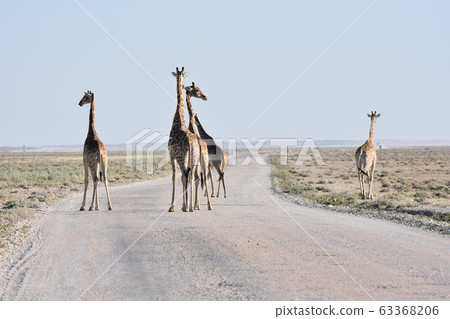 Giraffe (Etosha National Park) 63368206