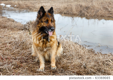 German shepherd dog German shepherd dog 63369085