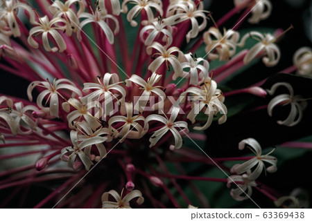 克勞杜鵑花可樂麗開花 63369438