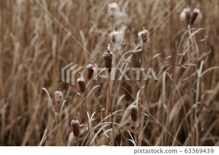 Gama的耳朵 63369439