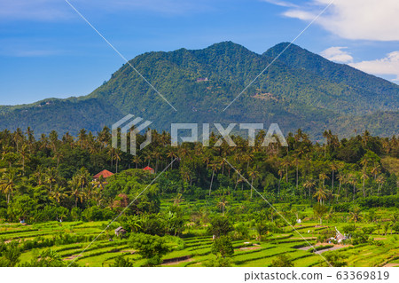 Rice fields - Bali island Indonesia Rice fields - Bali island Indonesia 63369819