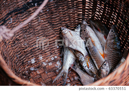 Fresh raw Java barb or silver barb fish shiny skin 63370551