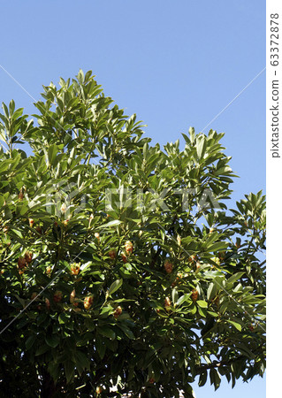 黑松 黑松 63372878