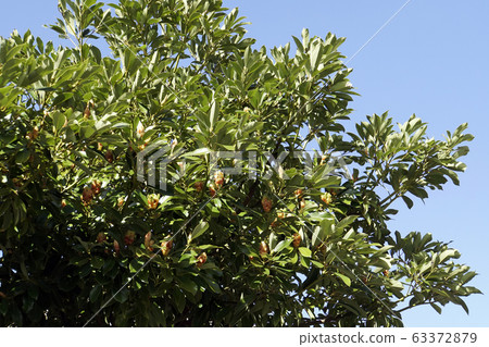 黑松 黑松 63372879