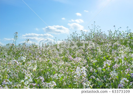 Hamadonkon flowers 63373109