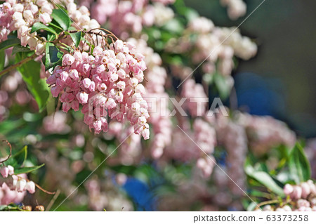 Pink Asebi flowers 63373258