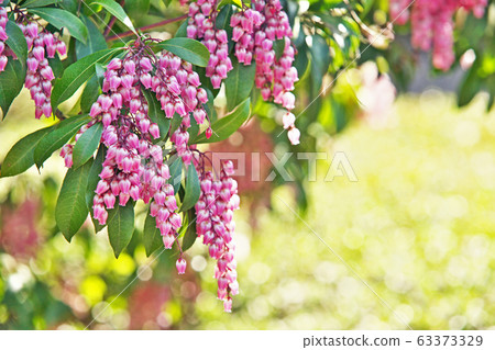 Pink Asebi flowers Pink Asebi flowers 63373329