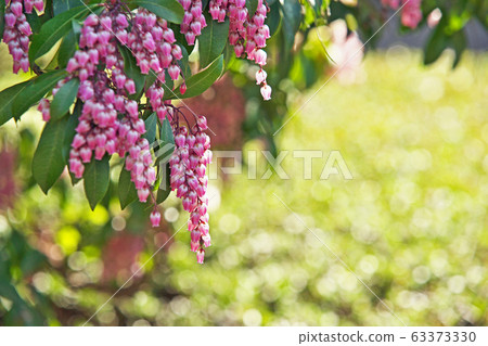 Pink Asebi flowers 63373330