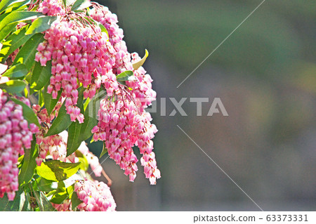 Pink Asebi flowers Pink Asebi flowers 63373331