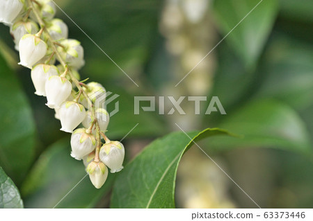 白色Aseb花 白色Aseb花 63373446