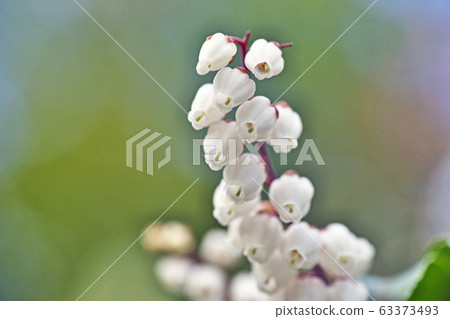 白色Aseb花 白色Aseb花 63373493