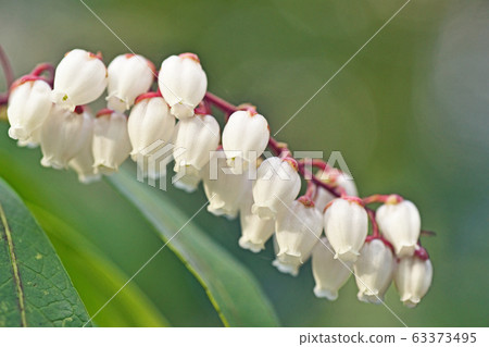 白色Aseb花 白色Aseb花 63373495