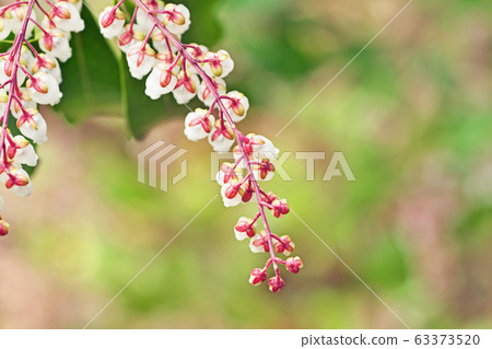 White Aseb flowers White Aseb flowers 63373520