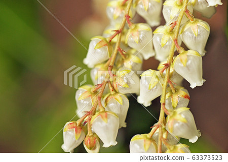 白色Aseb花 白色Aseb花 63373523