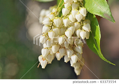 白色Aseb花 白色Aseb花 63373554