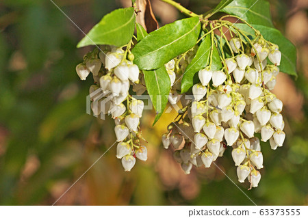 白色Aseb花 白色Aseb花 63373555