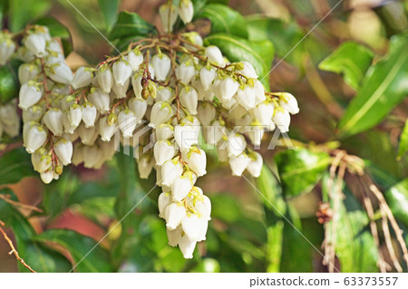 白色Aseb花 白色Aseb花 63373557