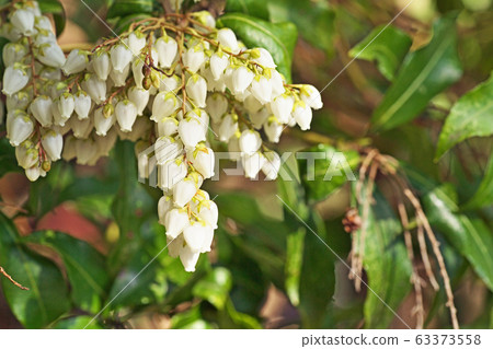 白色Aseb花 白色Aseb花 63373558