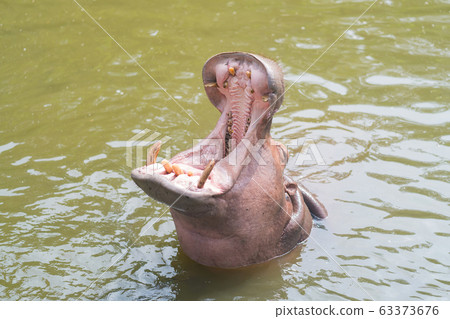 Hippo with open muzzle, African Hippopotamus animal in the nature water habitat. 63373676