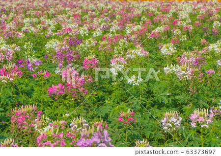 Cleome flower (Cleome hassleriana) or spider flower in beautiful garden. Cleome flower (Cleome hassleriana) or spider flower in beautiful garden. 63373697