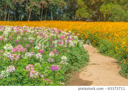 Cleome flower (Cleome hassleriana) or spider flower in beautiful garden. Cleome flower (Cleome hassleriana) or spider flower in beautiful garden. 63373711